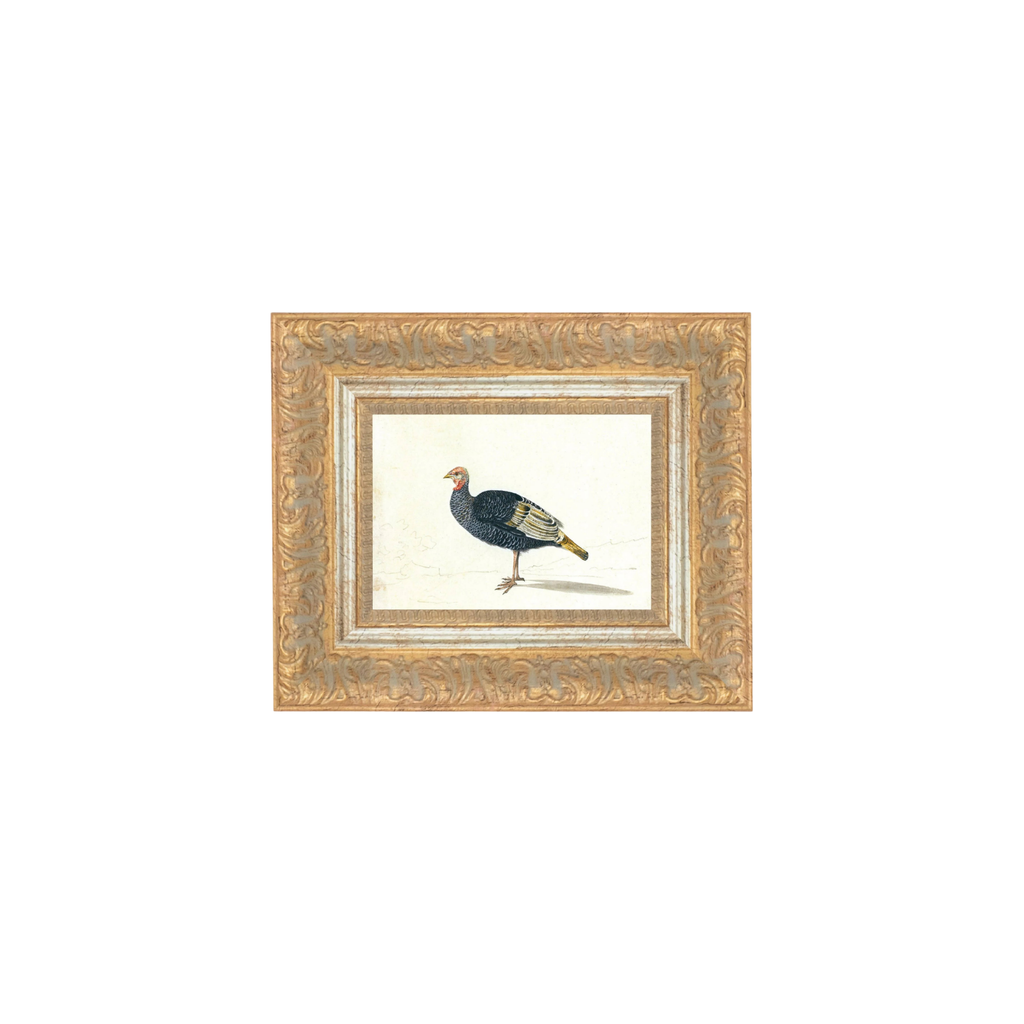 Study of Black Turkey Hen