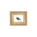 Study of Black Turkey Hen