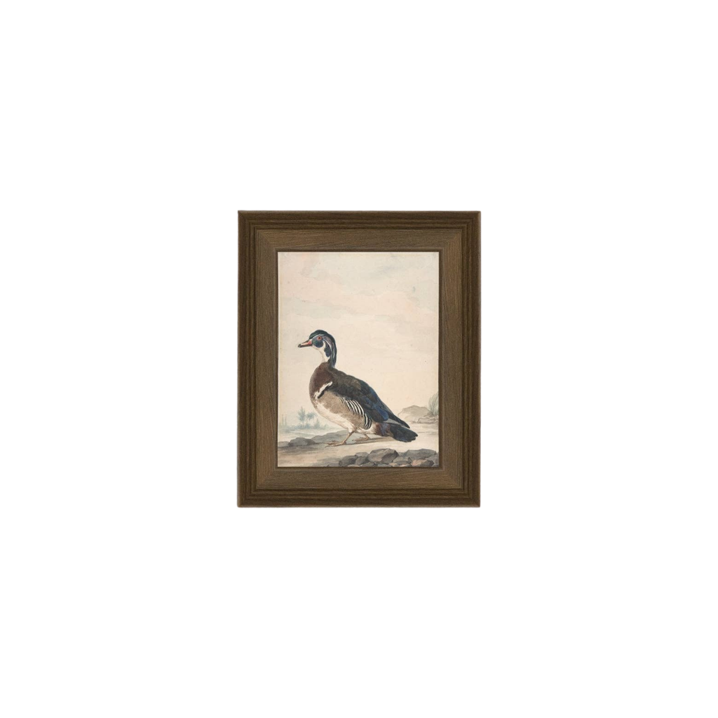 A Duck