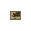 Brown Horse Study