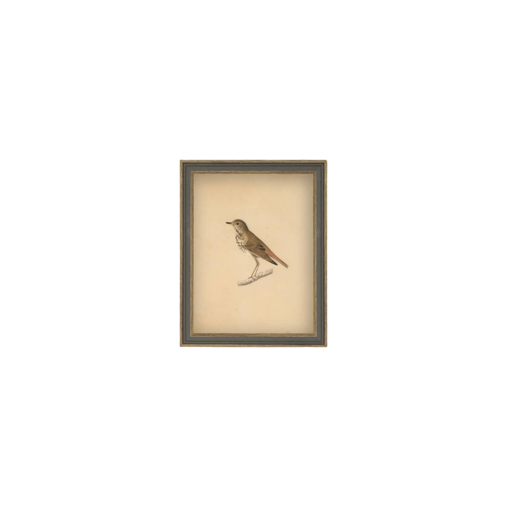 Bird