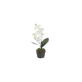 Laris Orchid Drop-In | In Shoppe Pickup Only