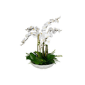 Flourish Orchid Centerpiece | In Shoppe Pickup Only