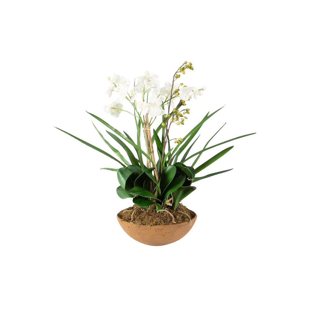Moth Orchid Planter | In Shoppe Pickup Only