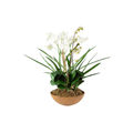 Moth Orchid Planter | In Shoppe Pickup Only