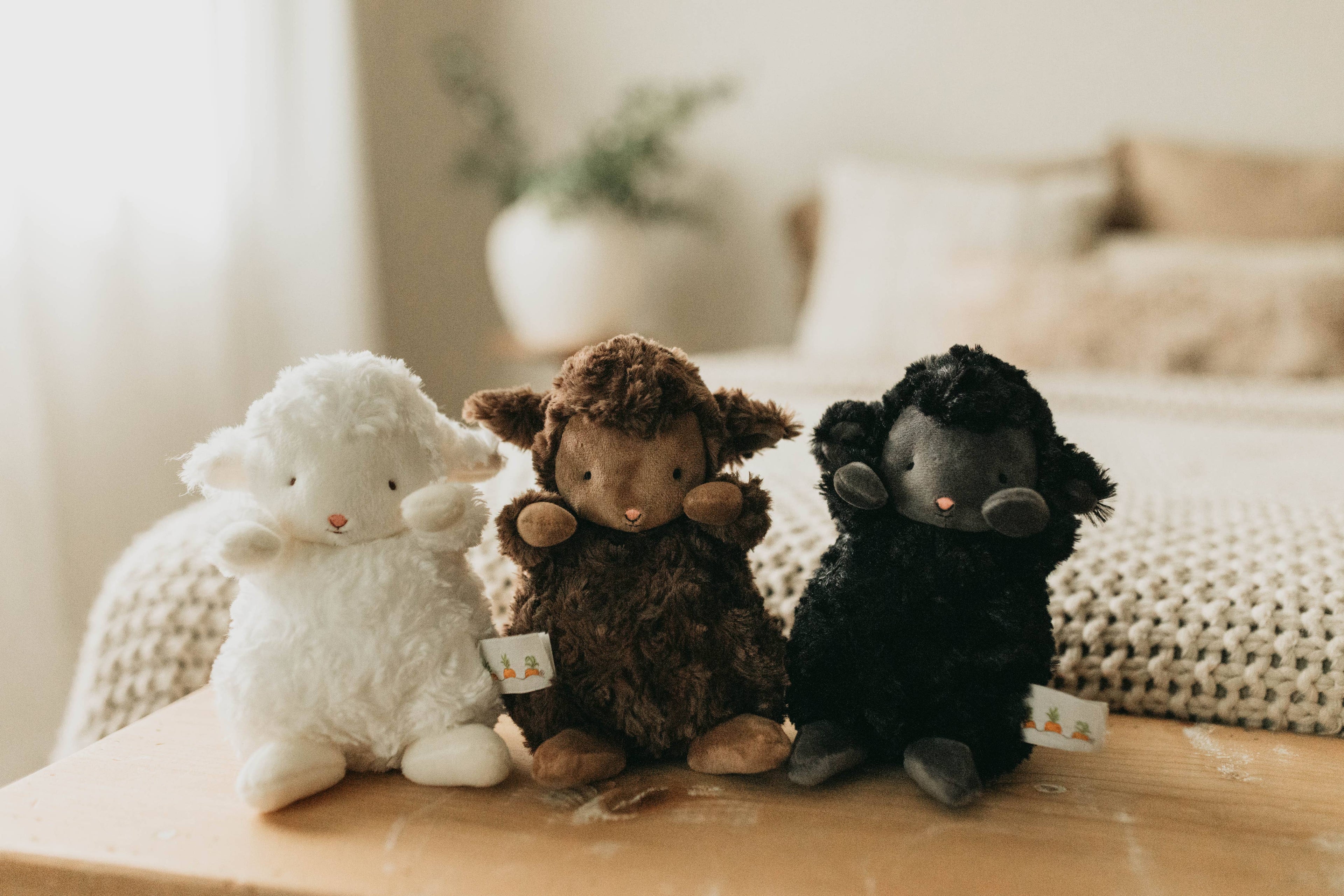 Wee Kiddo the Lamb | Cocoa