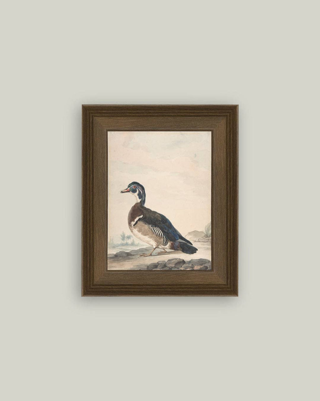 A Duck