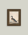 A Duck