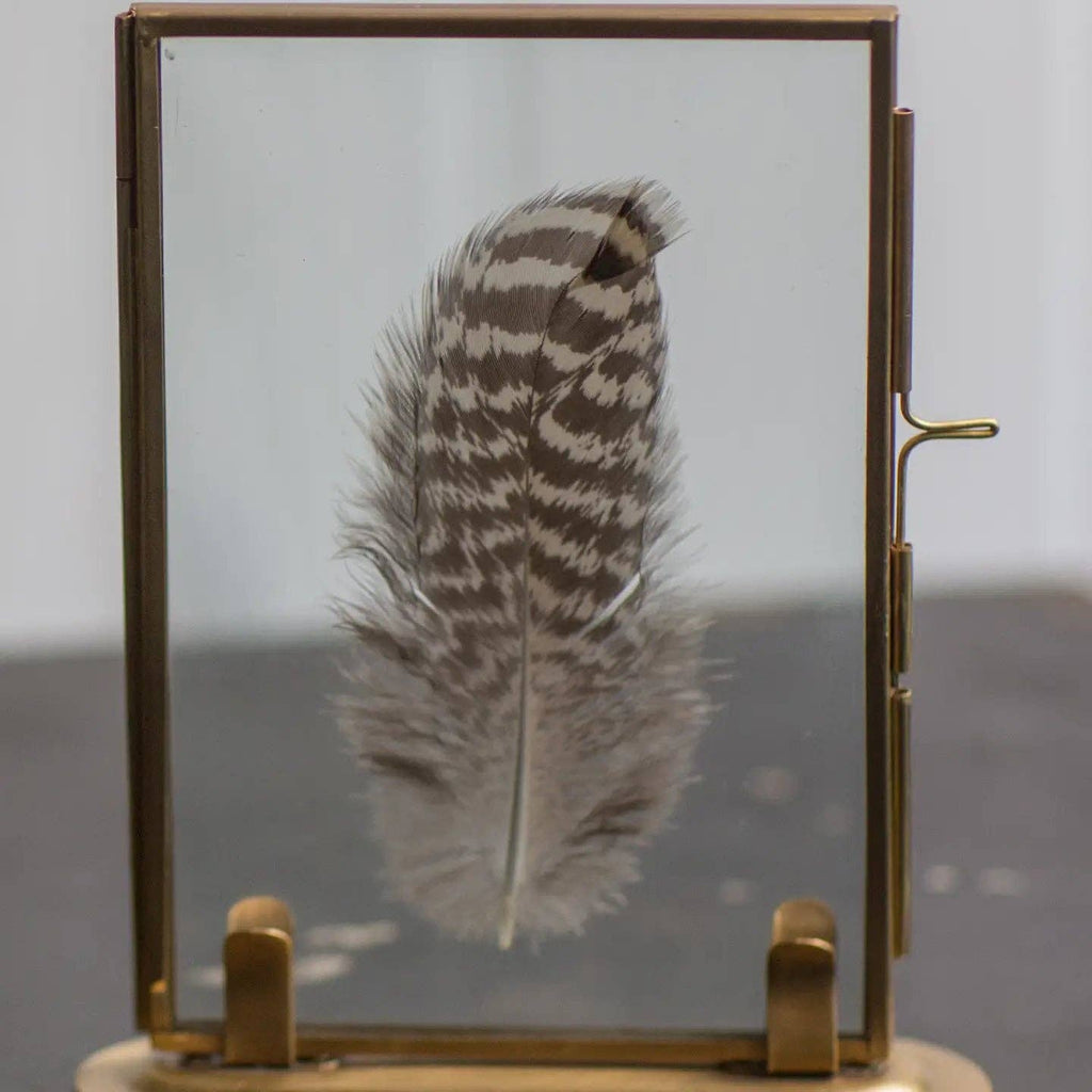 Brass Frame & Feather | In Shoppe Pickup Only