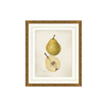 Pomological Fruits | In Shoppe Pickup Only
