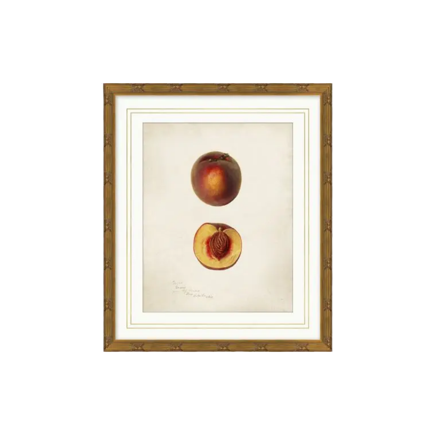 Pomological Fruits | In Shoppe Pickup Only