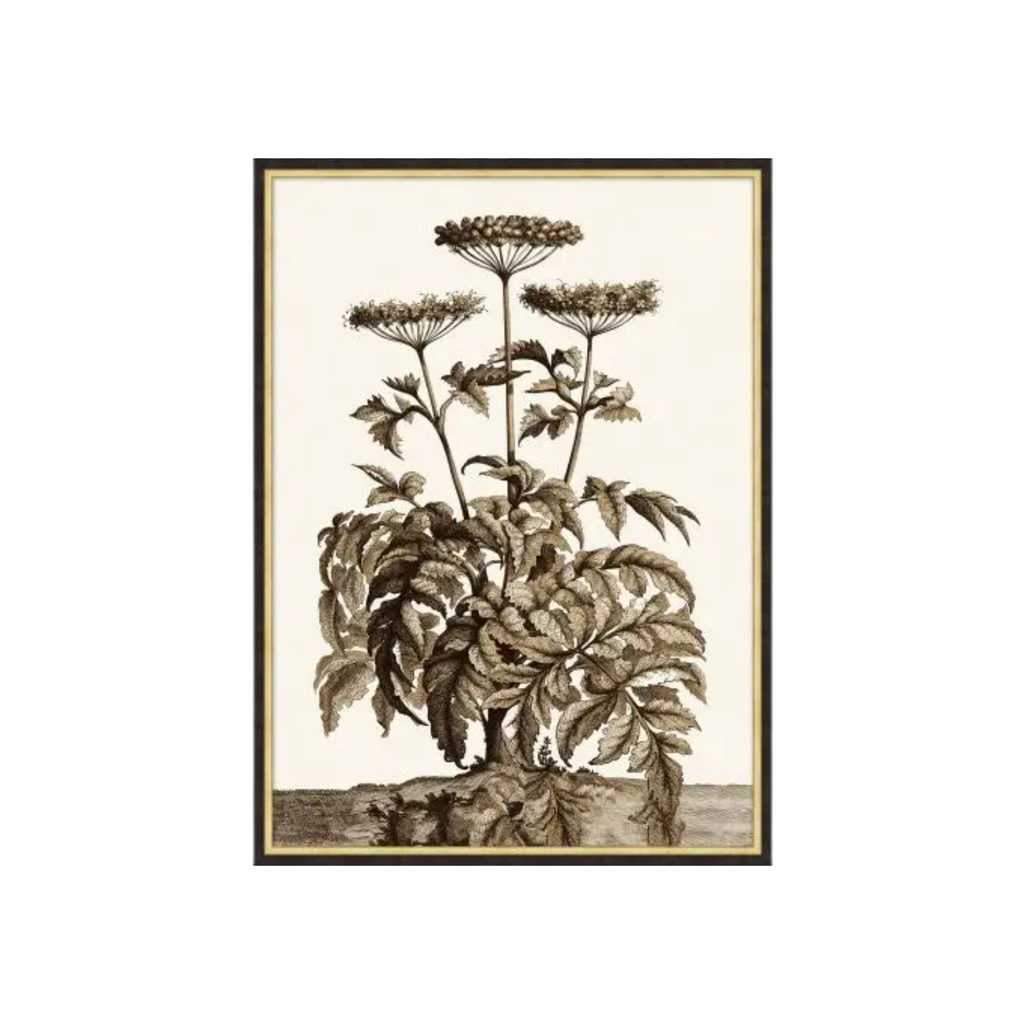 Sepia Growth I & II | In Shoppe Pickup Only