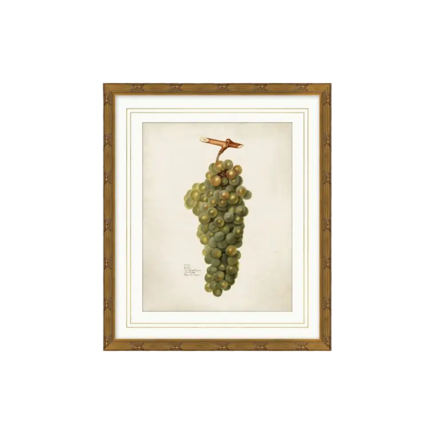 Pomological Fruits | In Shoppe Pickup Only