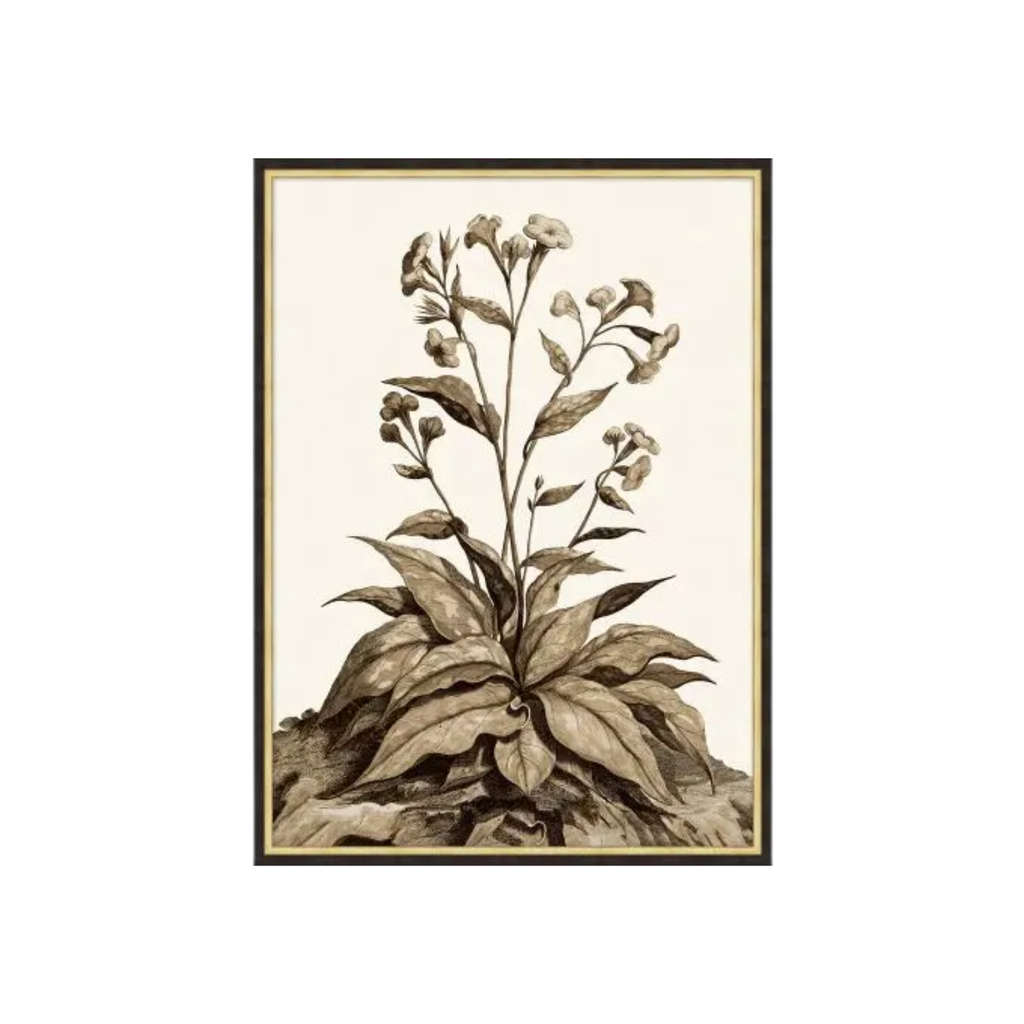 Sepia Growth I & II | In Shoppe Pickup Only