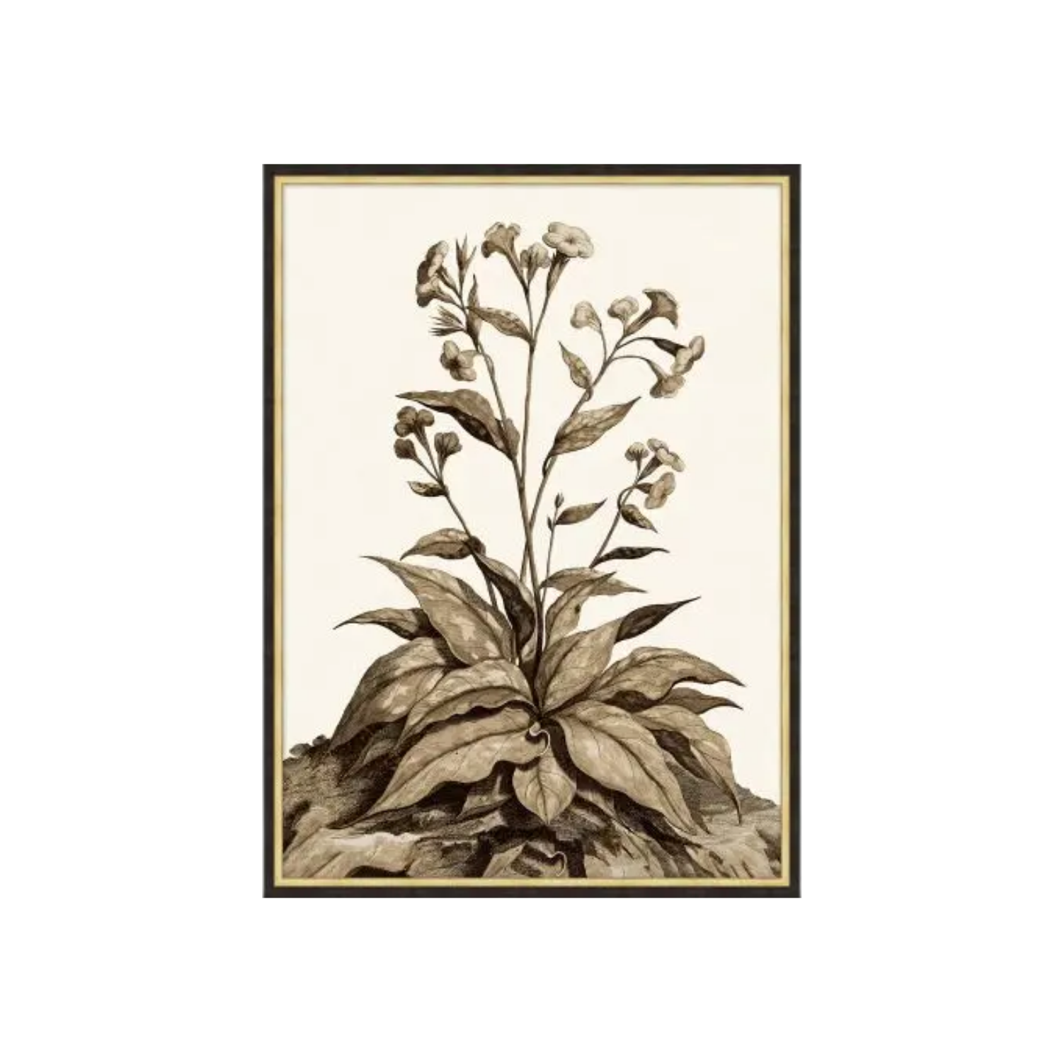 Sepia Growth I & II | In Shoppe Pickup Only