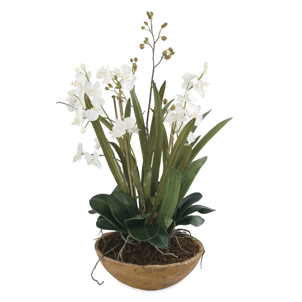 Moth Orchid Planter | In Shoppe Pickup Only