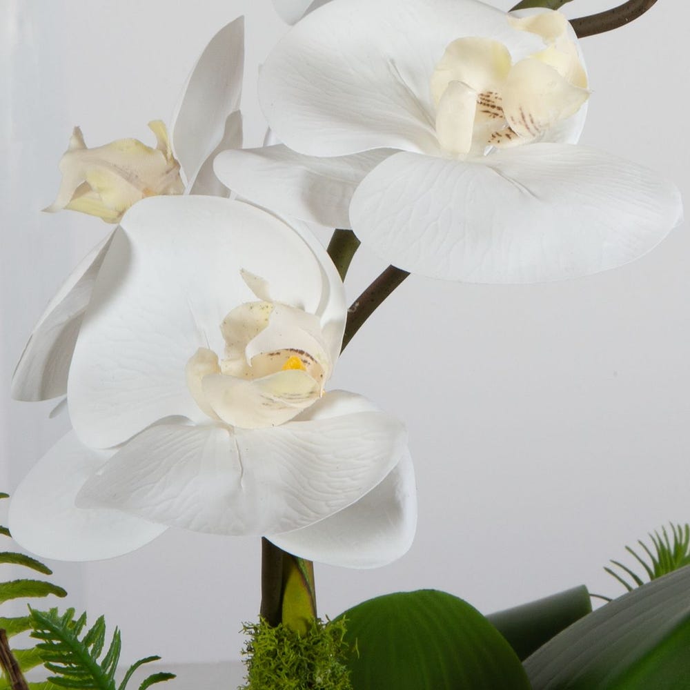 Transcend Orchid | In Shoppe Pickup Only