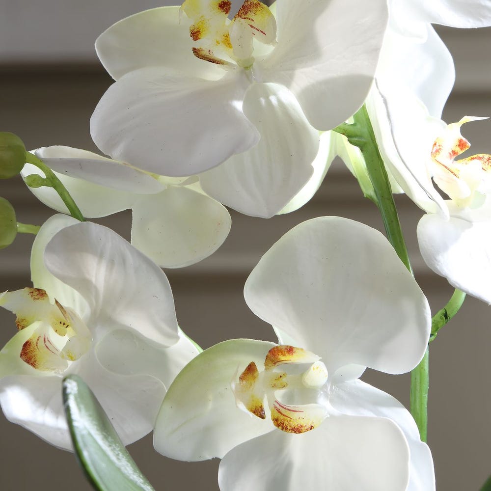 Flourish Orchid Centerpiece | In Shoppe Pickup Only