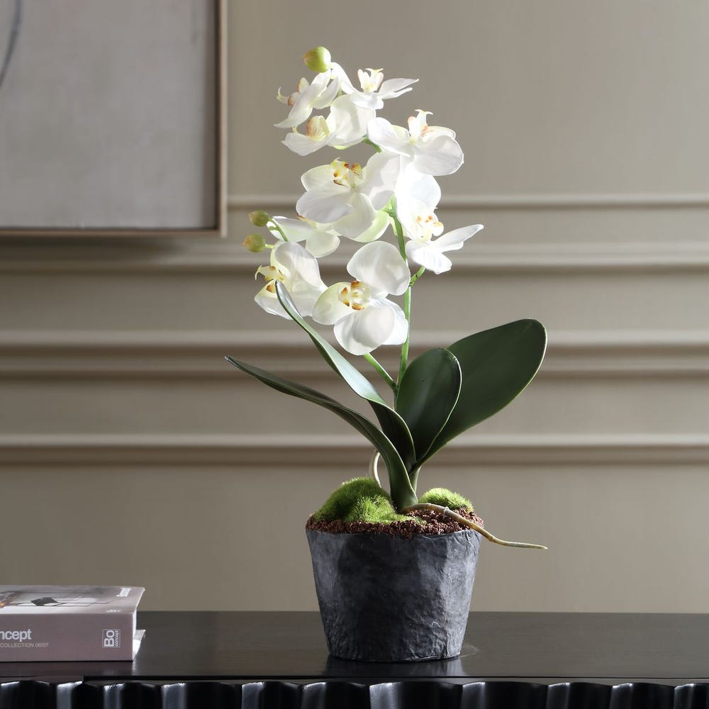 Laris Orchid Drop-In | In Shoppe Pickup Only