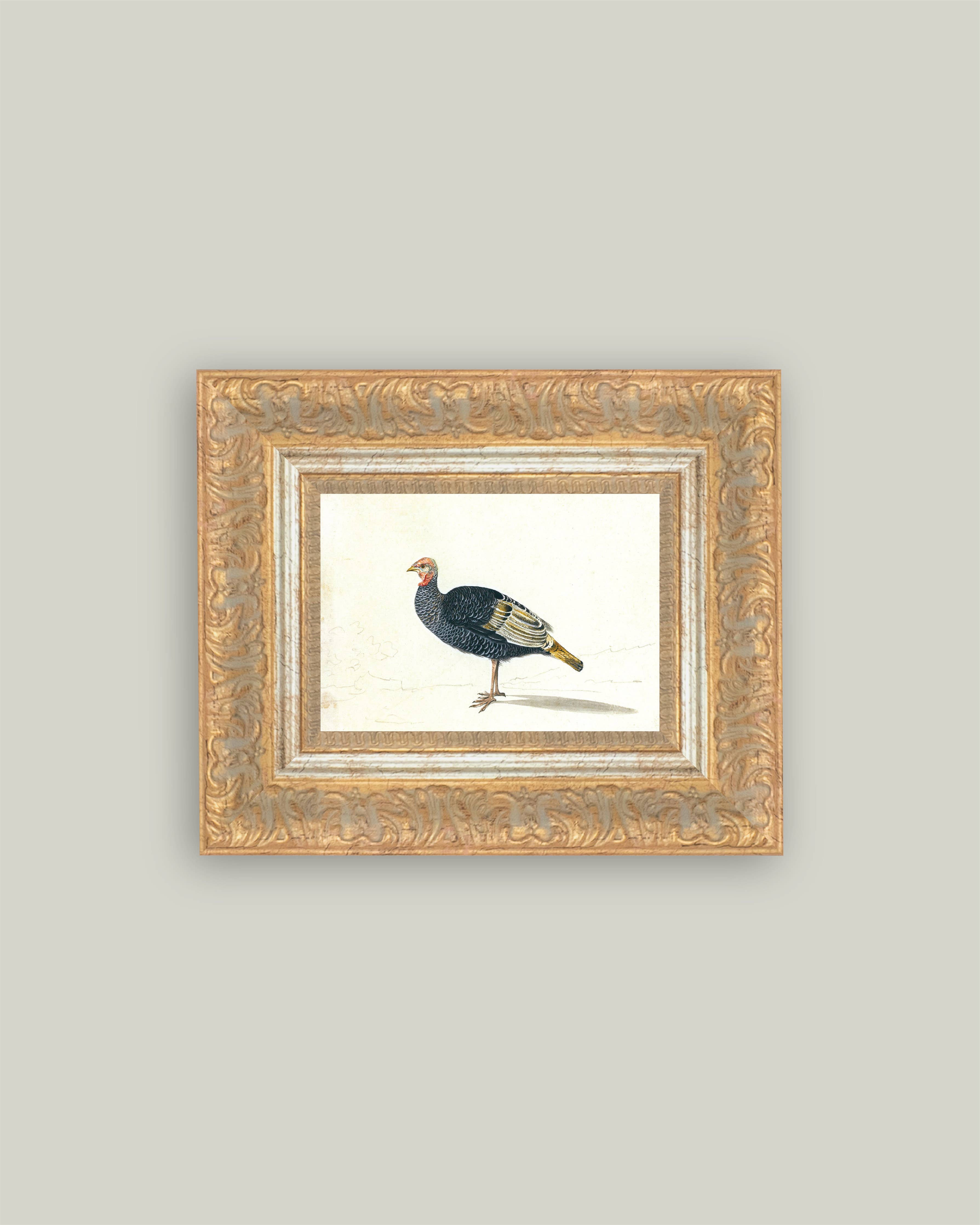 Study of Black Turkey Hen