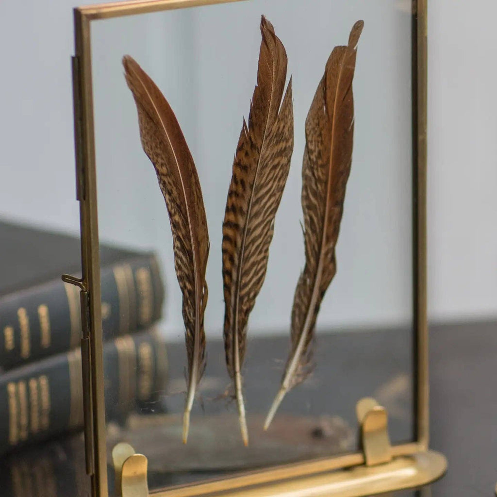 Brass Frame & Feather | In Shoppe Pickup Only