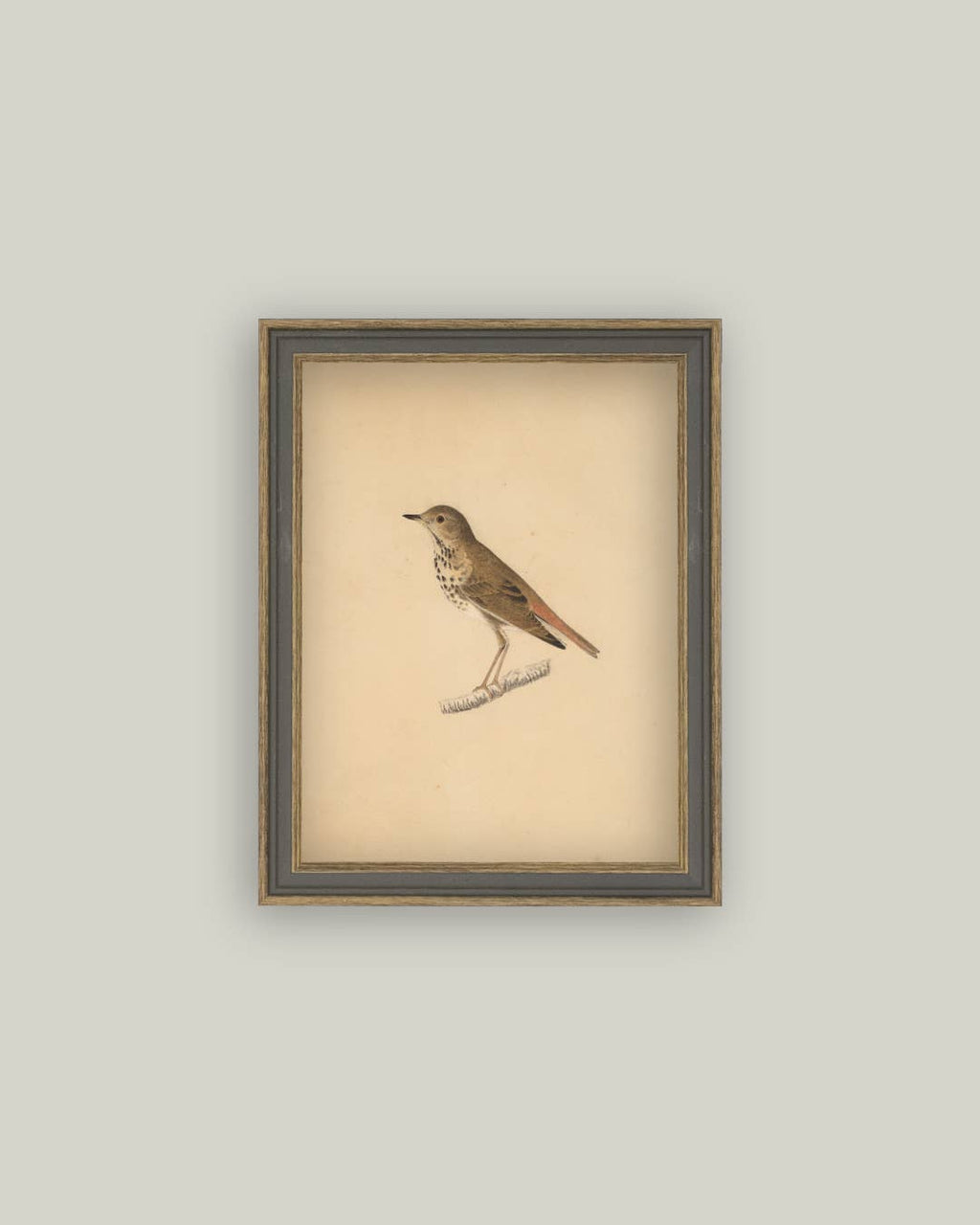 Bird