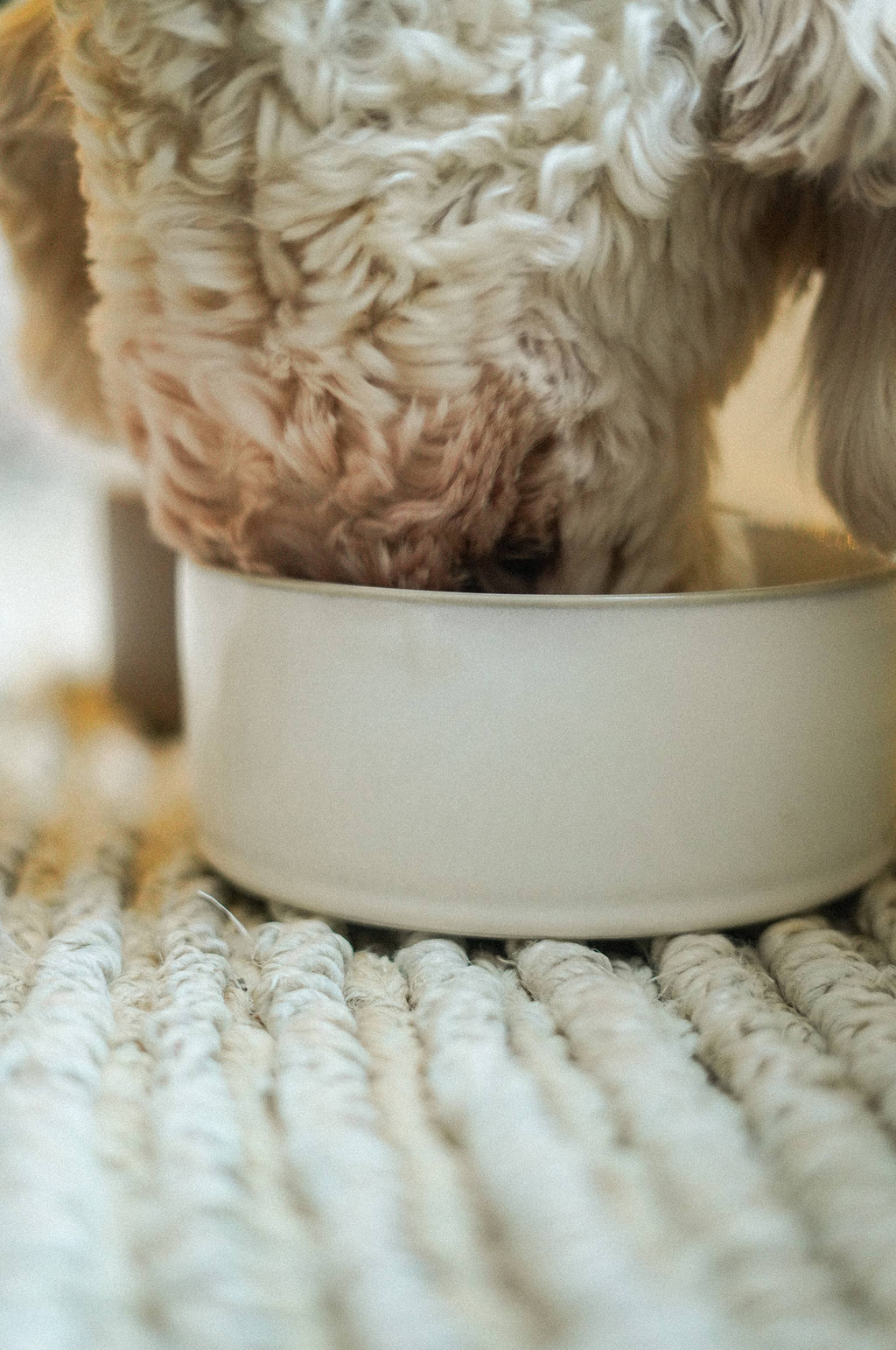 Large Pottery Pet Bowl | White | In Shoppe Pickup Only